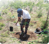 Volunteer digging and preparing land for planting trees 